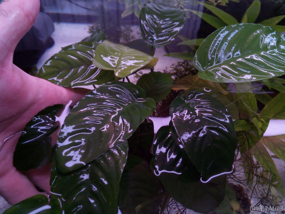 Анубиас heteroclita