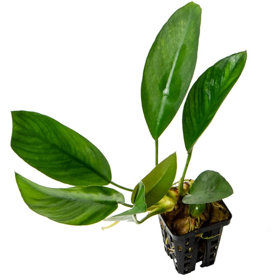 Анубиас бартера