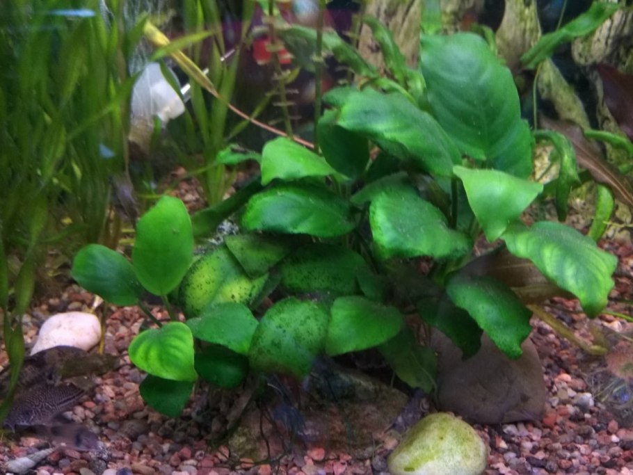 Анубиас брод Лив
