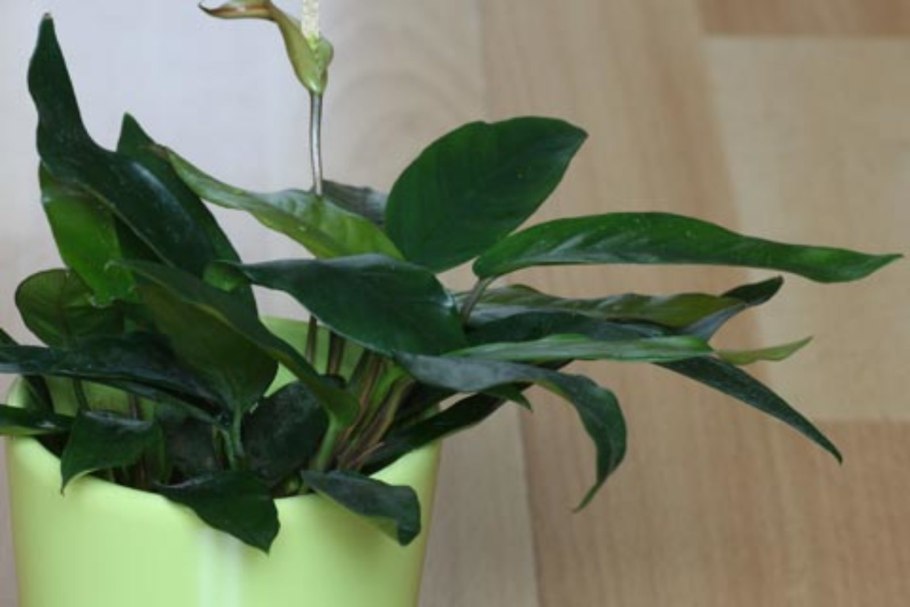 Бурые диатомовые водоросли в аквариуме