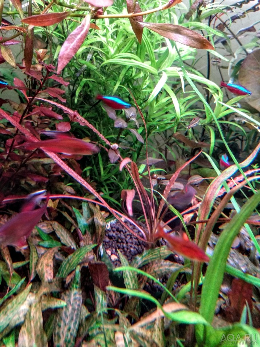 Криптокорина Спиралис Тайгер