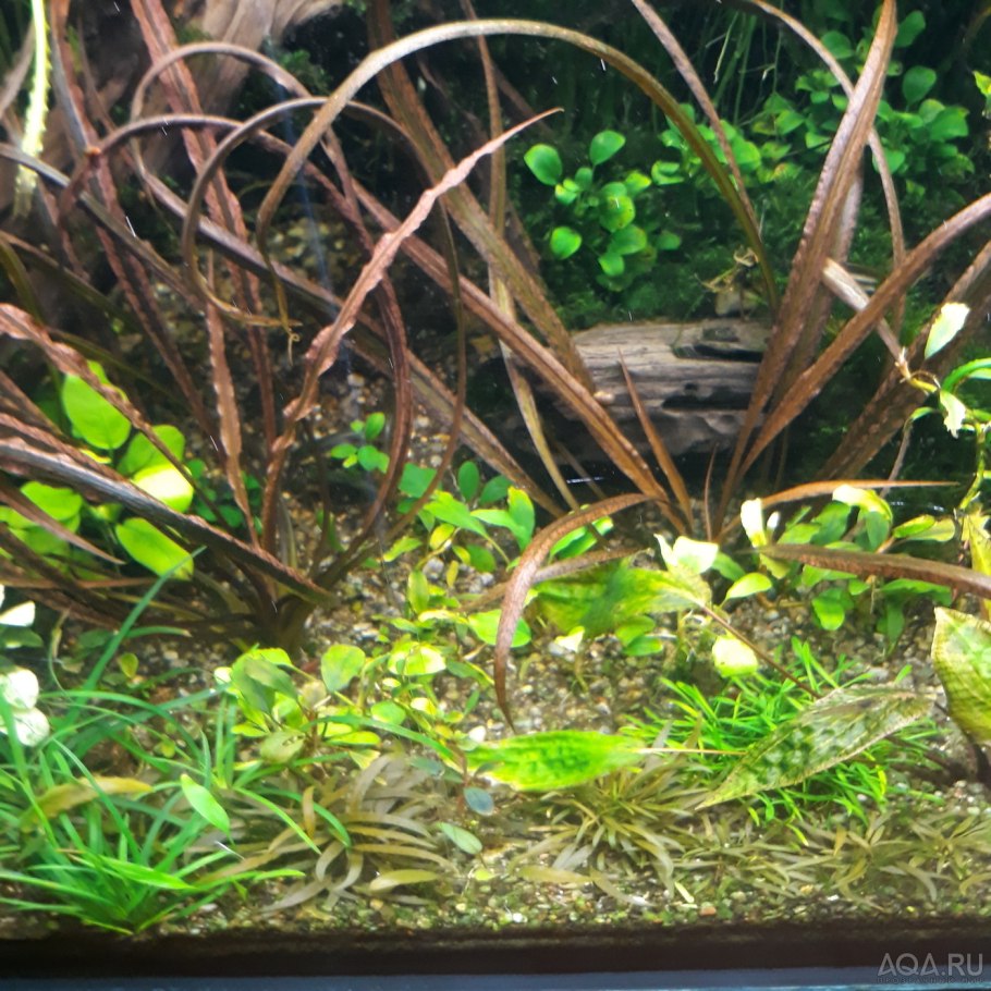 Cryptocoryne SP. 'Maharashtra Red' Криптокорина Махараджа