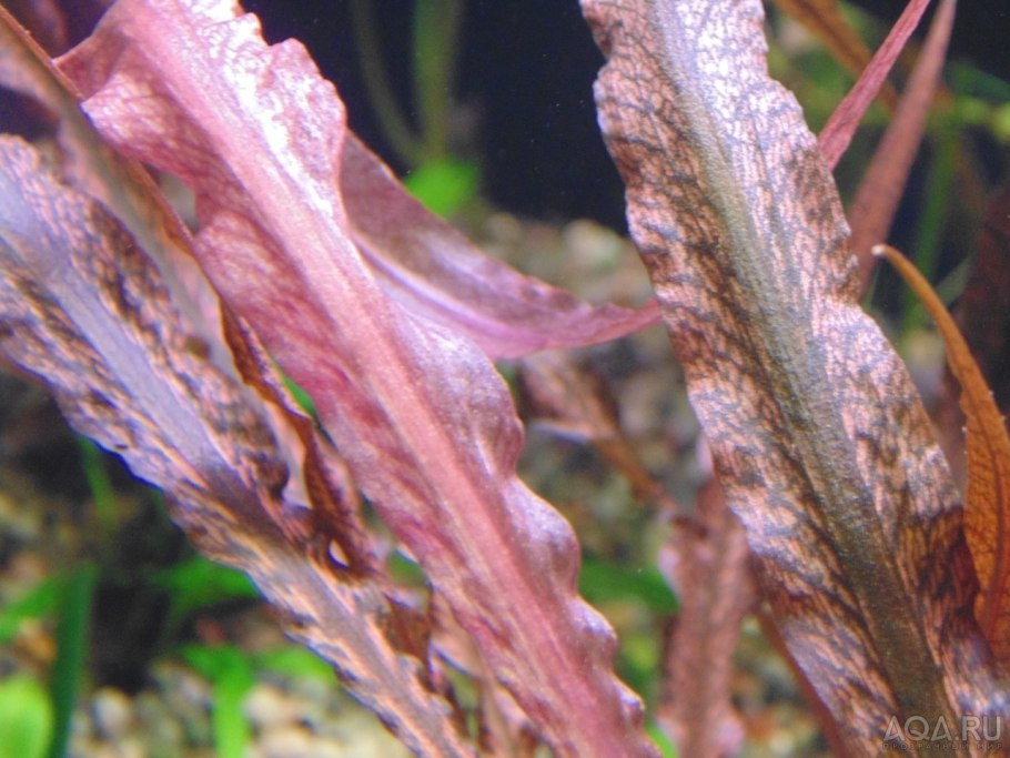 Криптокорина Махараджа