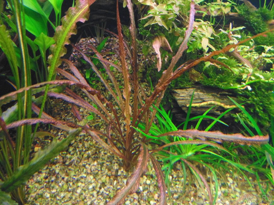 Криптокорина Спиралис