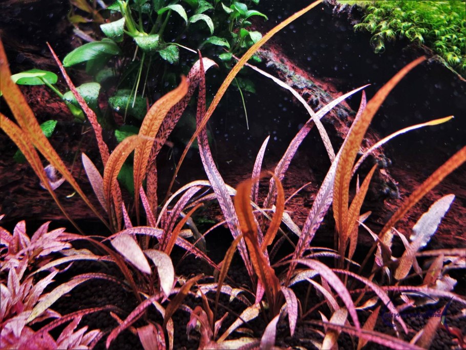 Криптокорина Спиралис Тайгер