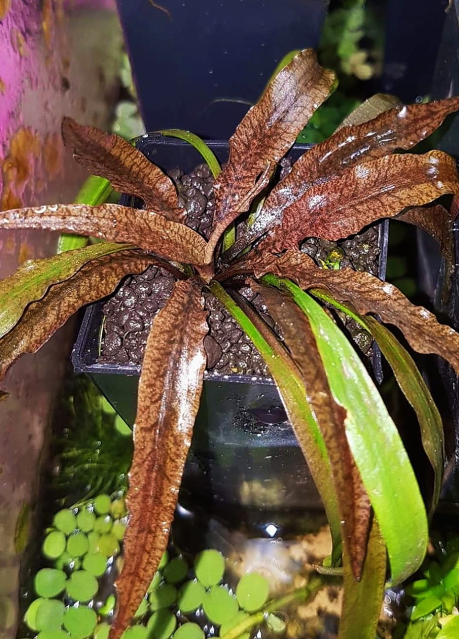 Криптокорина Спиралис тигр