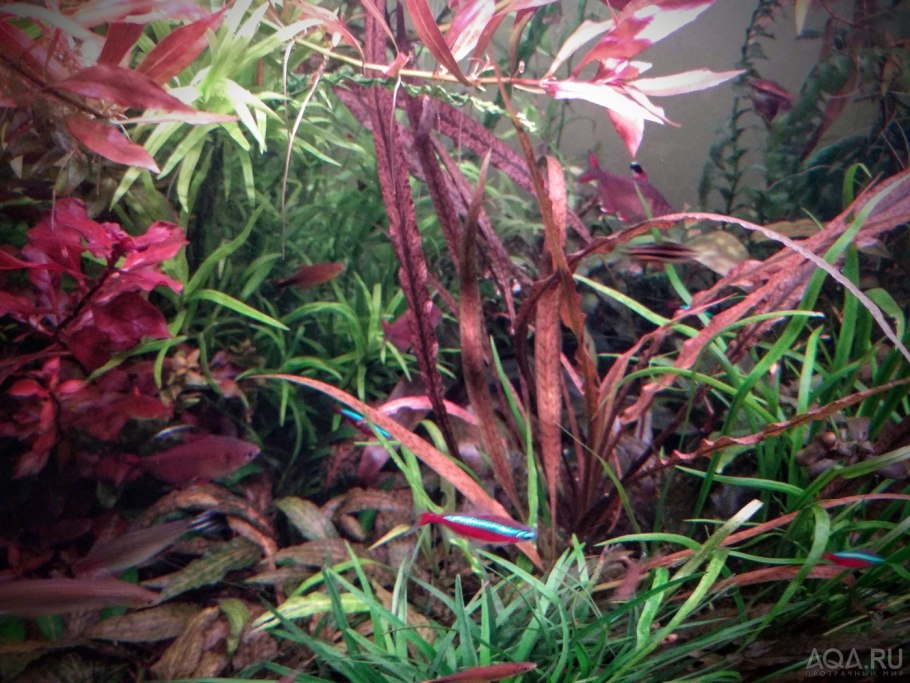 Криптокорина Спиралис Тайгер