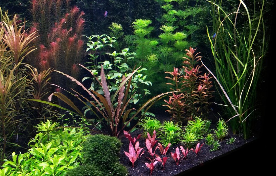 Эхинодорус Грандифолиус