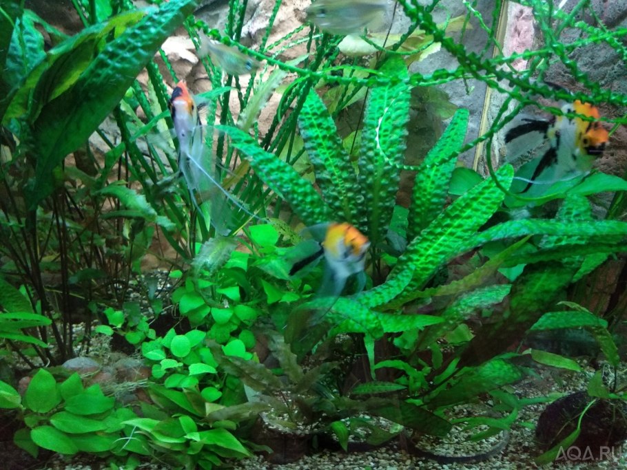 Криптокорина Махараштра ред