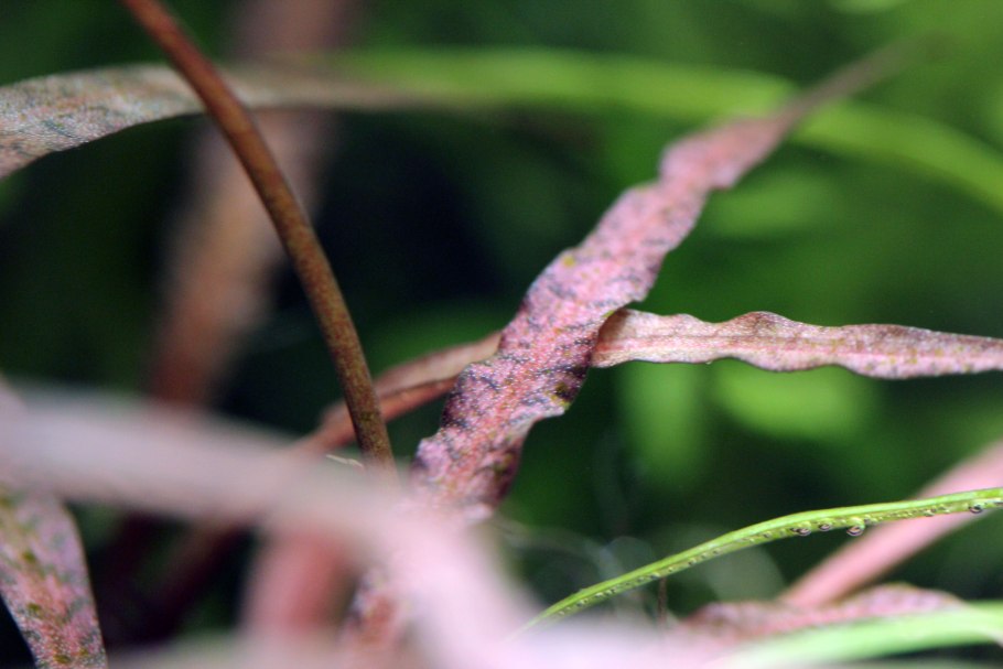 Криптокорина в дикой природе