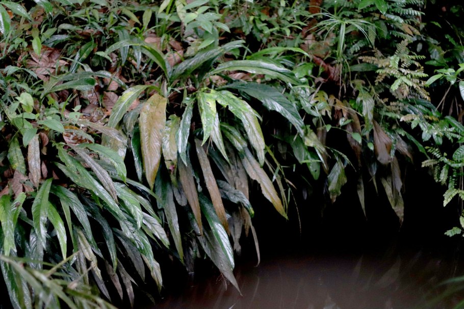 Буцефаландра kualakuayan-1