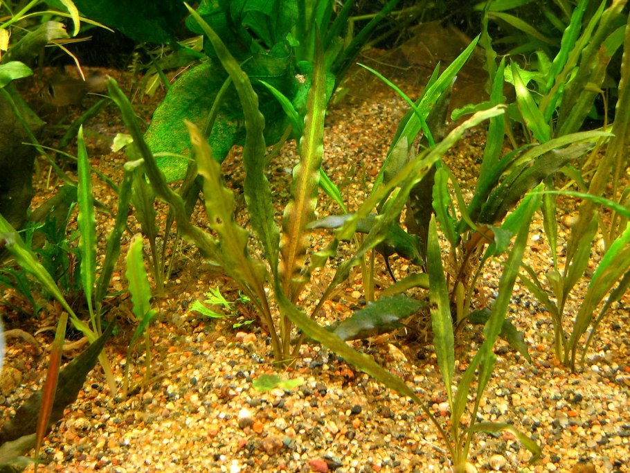 Криптокорина Альбида ред