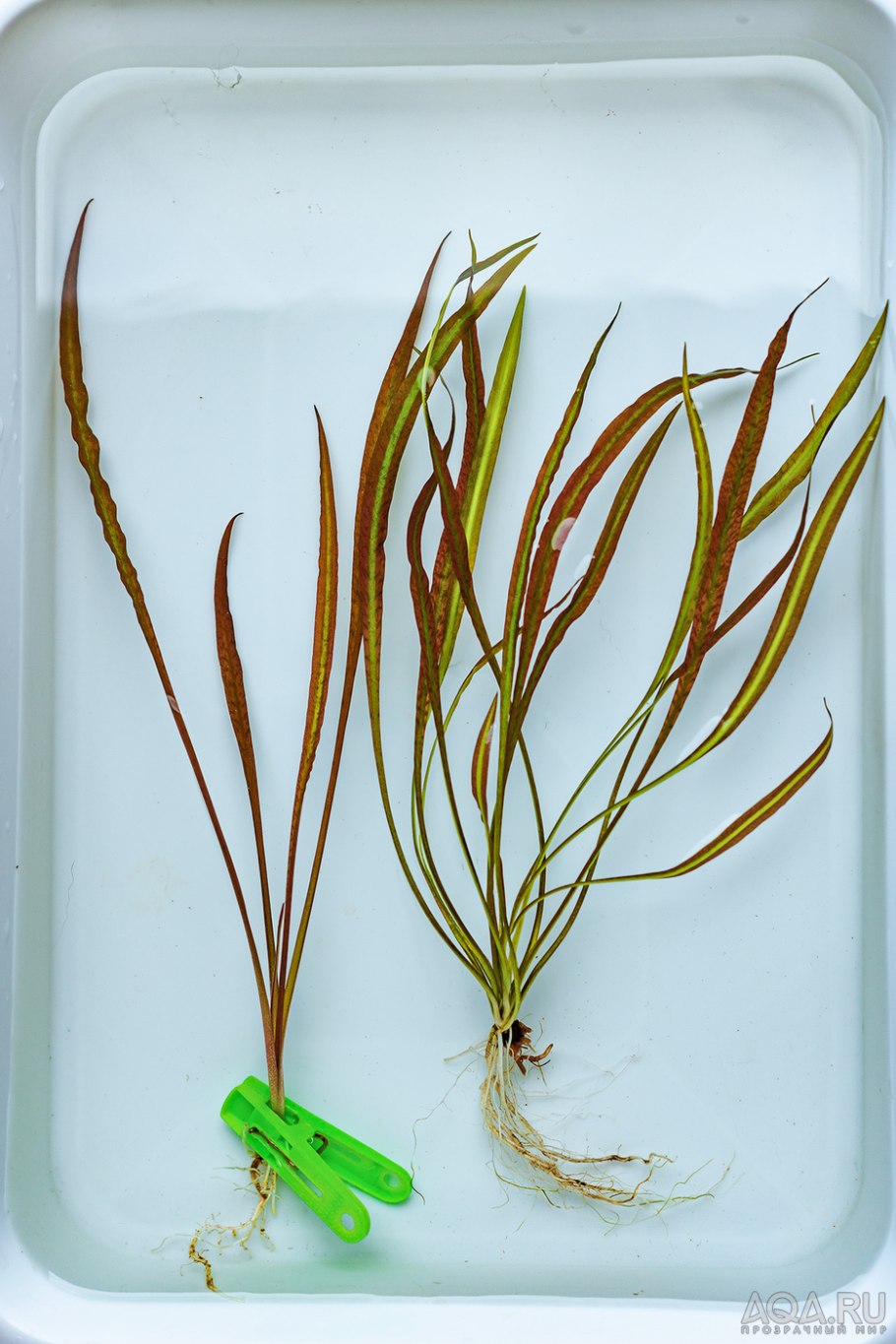 Криптокорина Спиралис