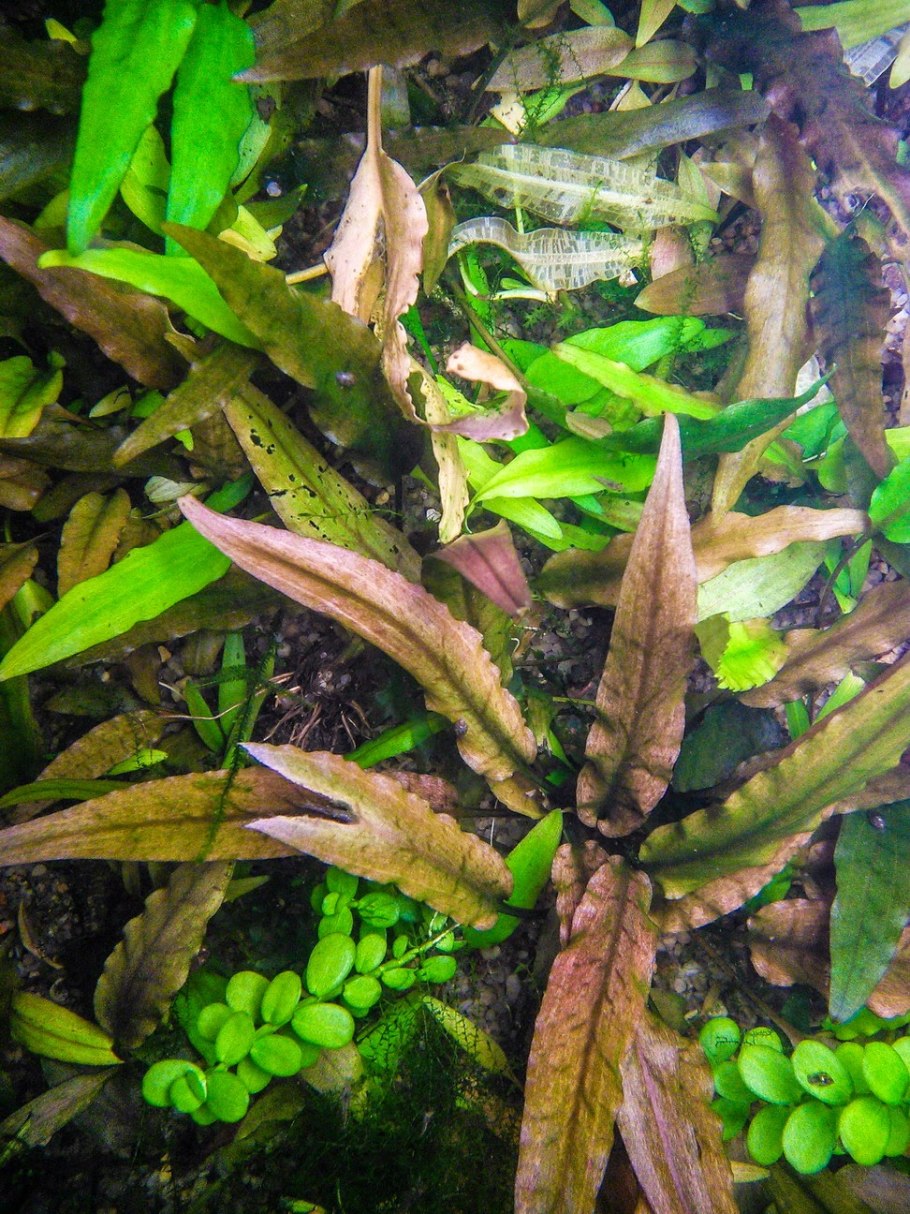 Криптокорина Вендта аффинис