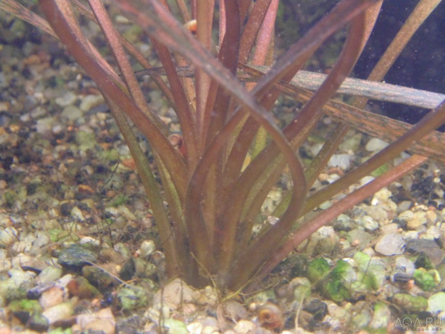 Криптокорина Альбина ред