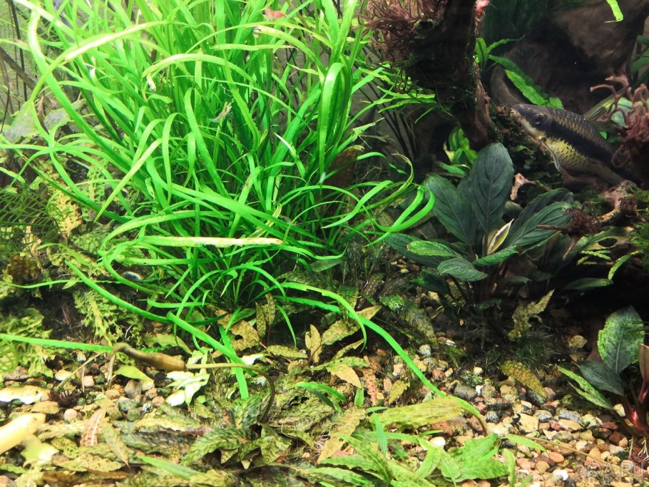 Криптокорина Погостемон