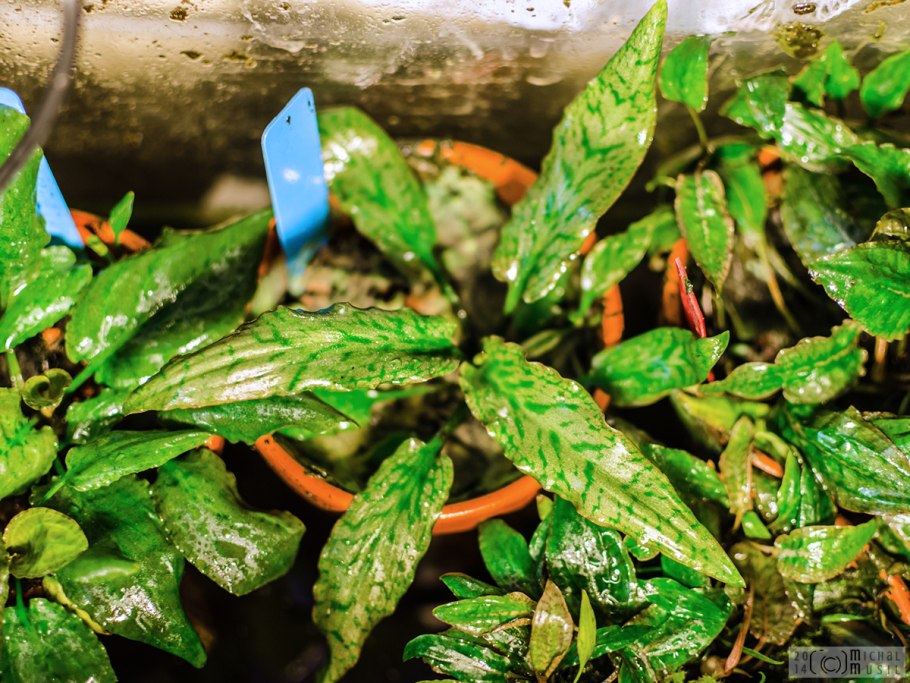 Криптокорина Рубелла