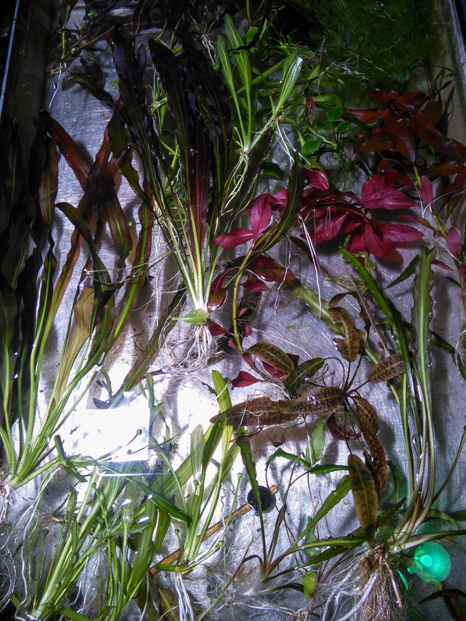 Криптокорина Валкера