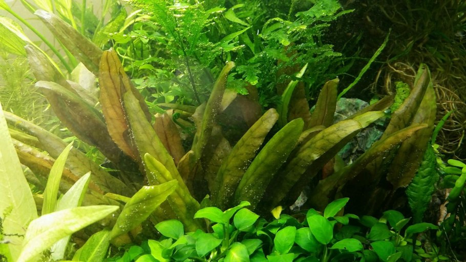Cryptocoryne balansae, Red-Brown