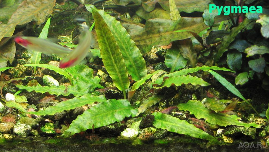 Криптокорина Спиралис ред