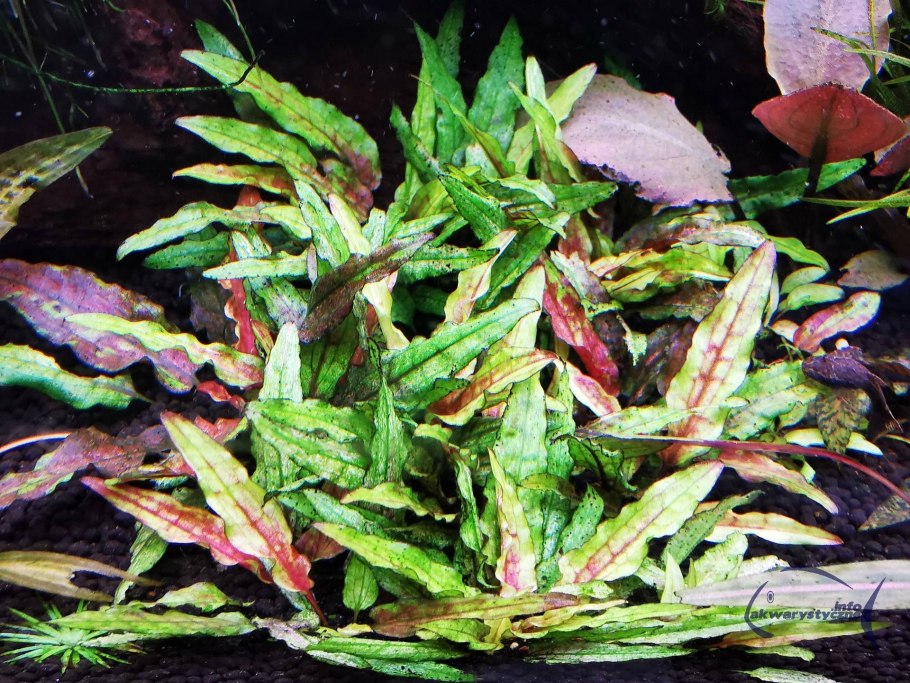 Cryptocoryne SP. Nakamotoi