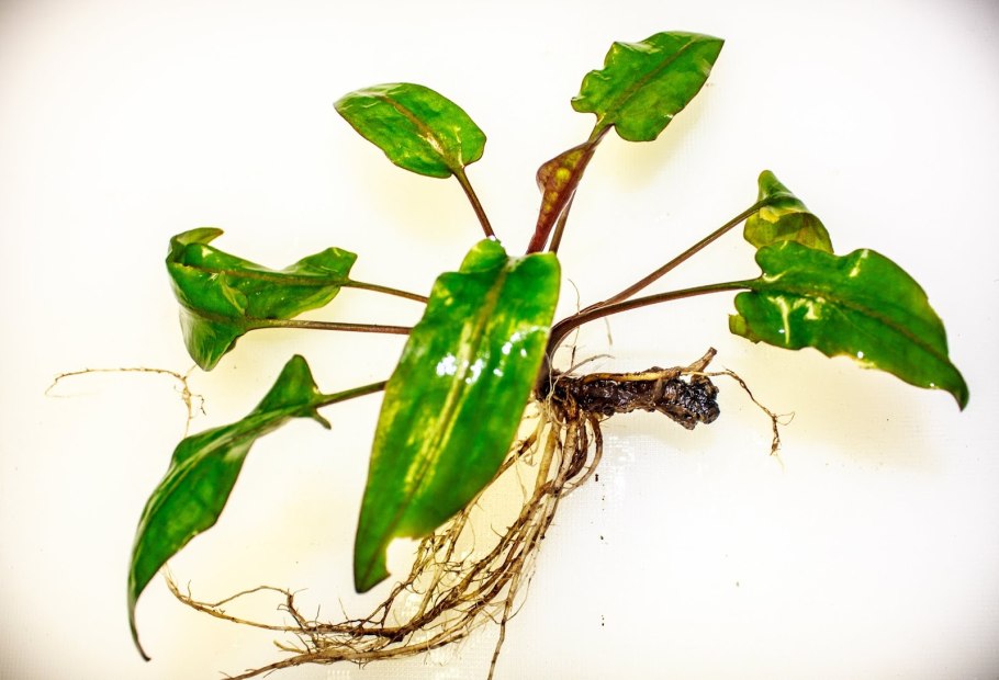 Криптокорина альбида