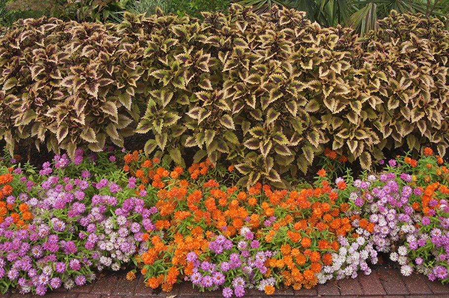 Цинерария Приморская (Senecio cineraria)