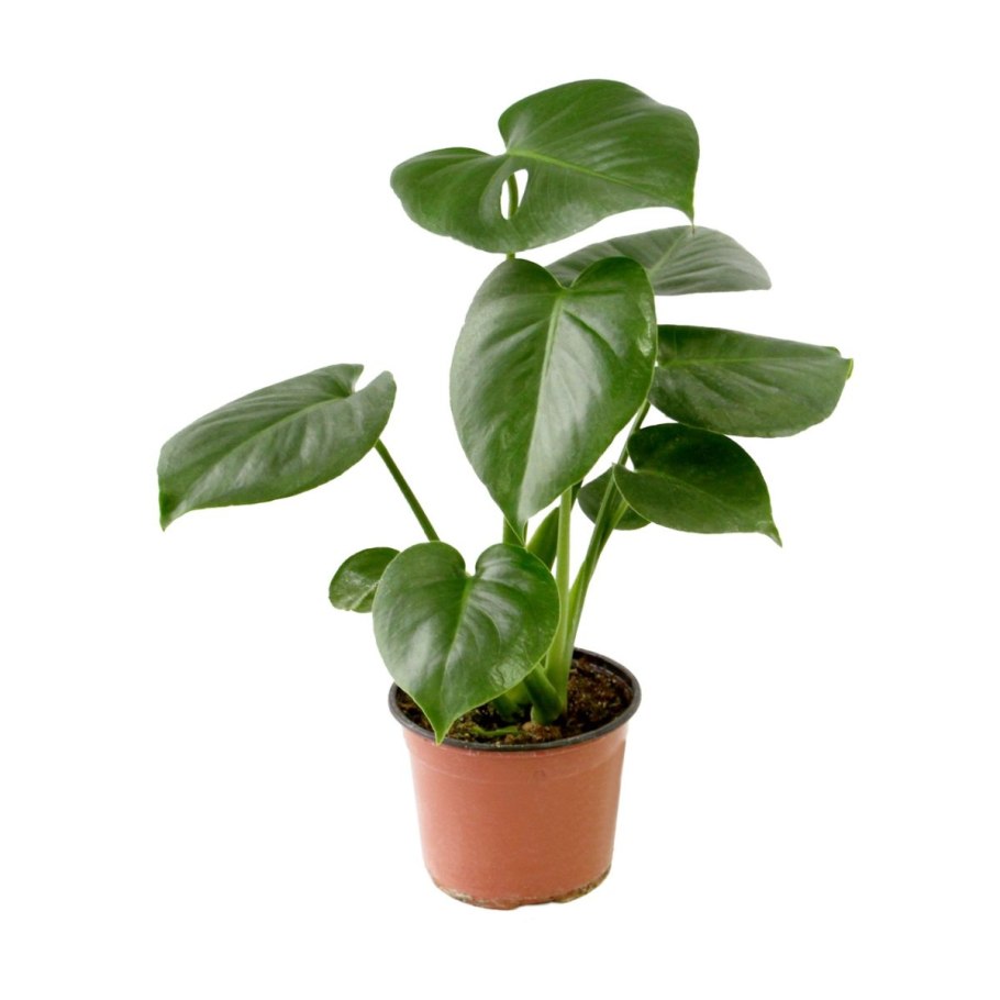 Монстера сильтипикана