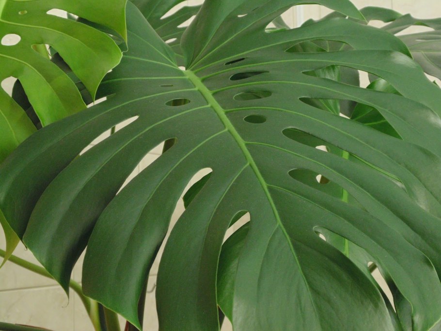 Монстера стебель