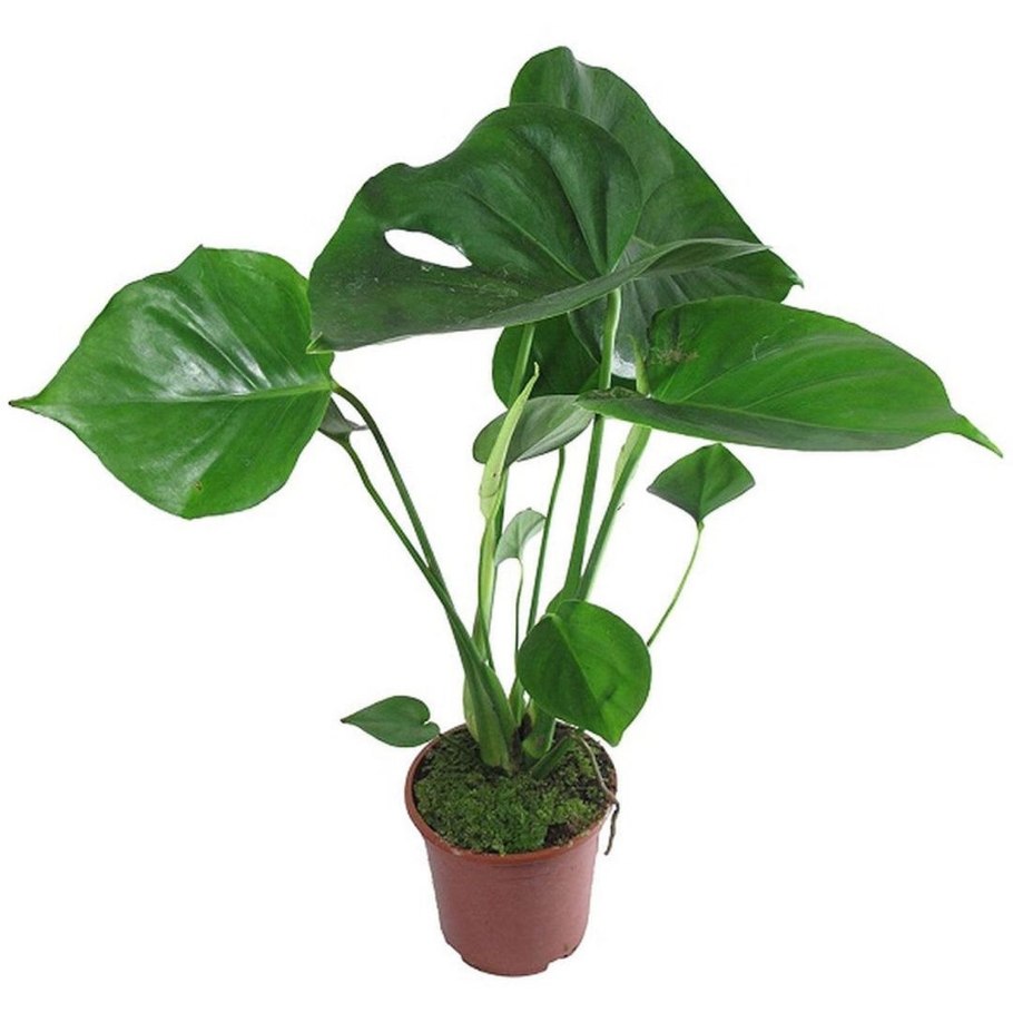 Монстера деликатесная (Monstera deliciosa)