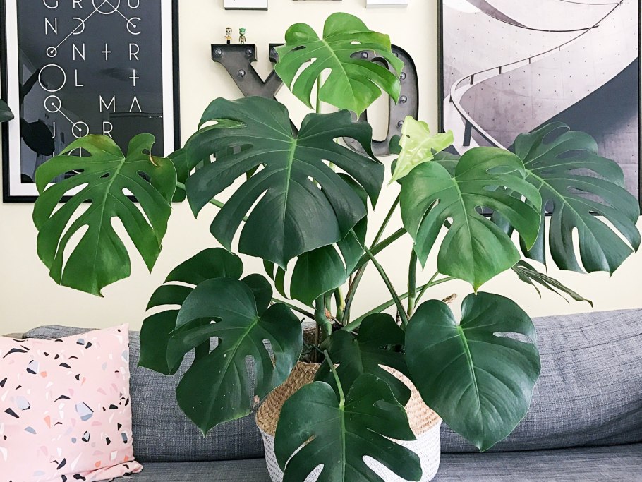 Монстера Борситжиана