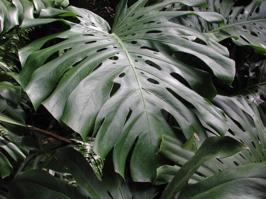 Монстера Делициоза (Monstera deliciosa)