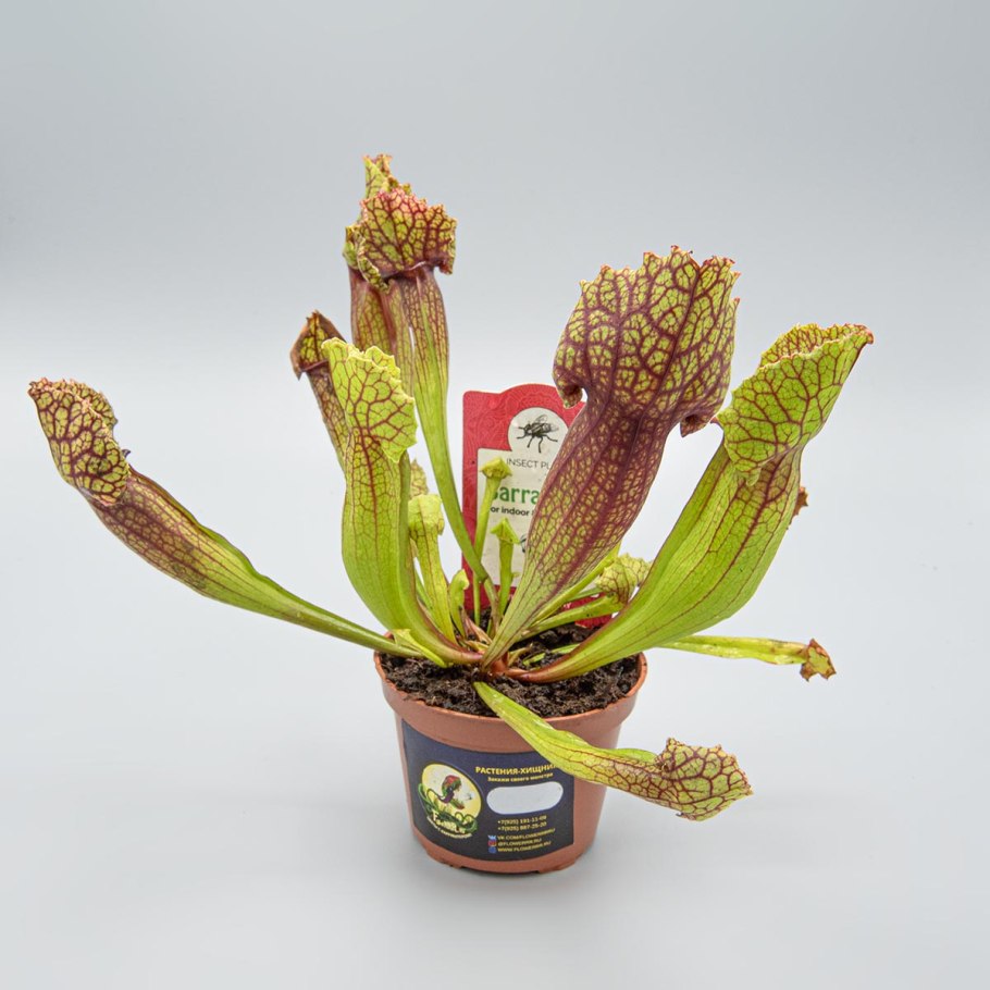 Sarracenia leucophylla Monogram