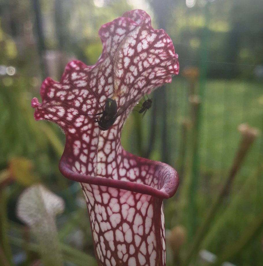 Саррацения Фиона