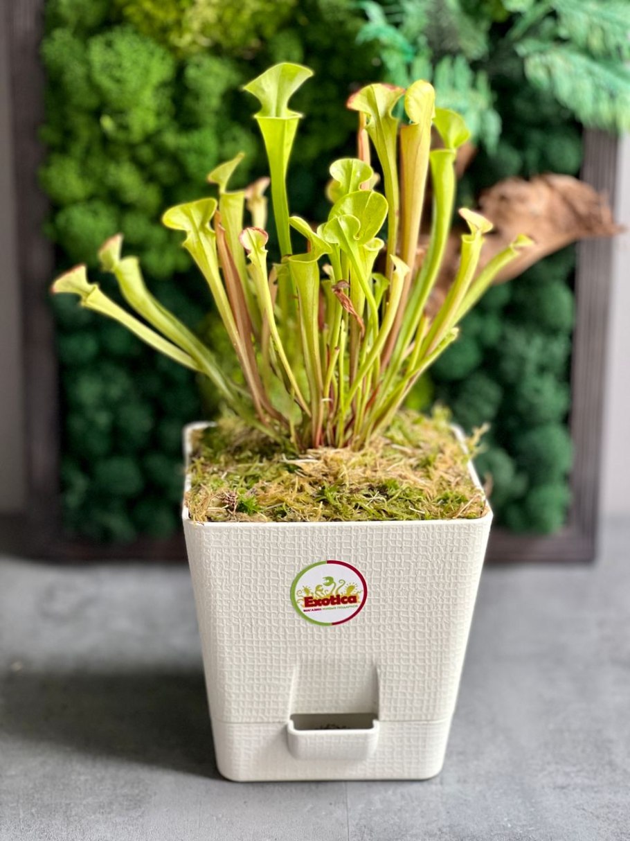 Саррацения ЭВА