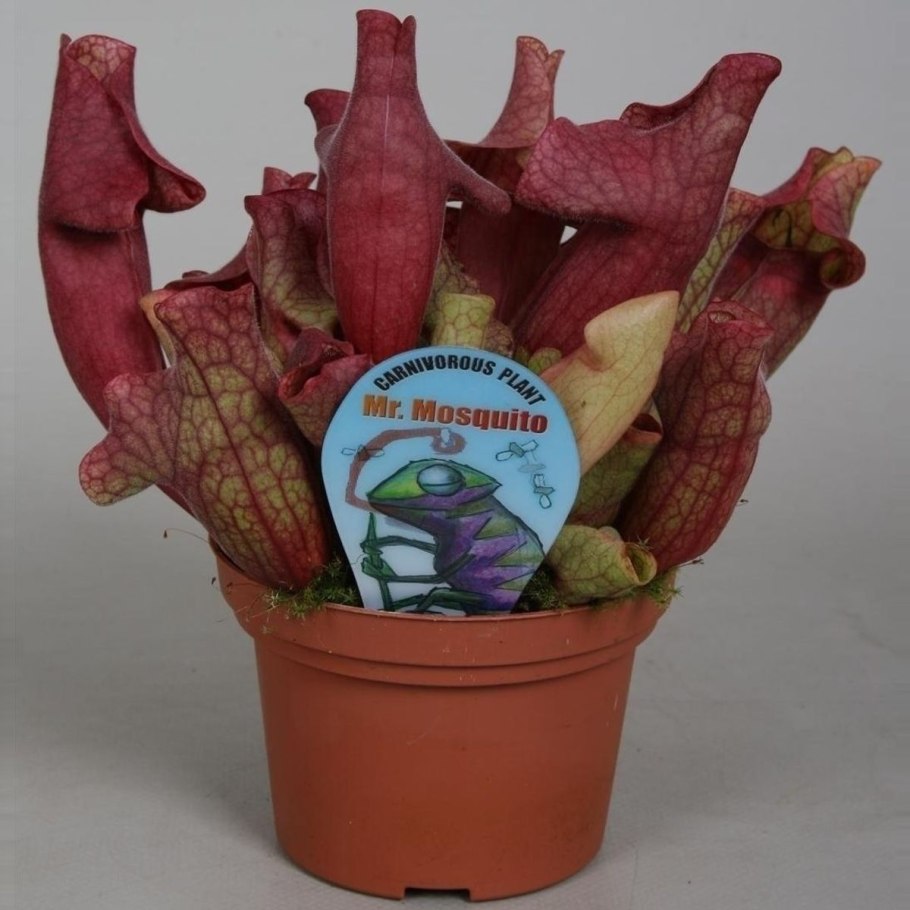 Саррацения ЭВА