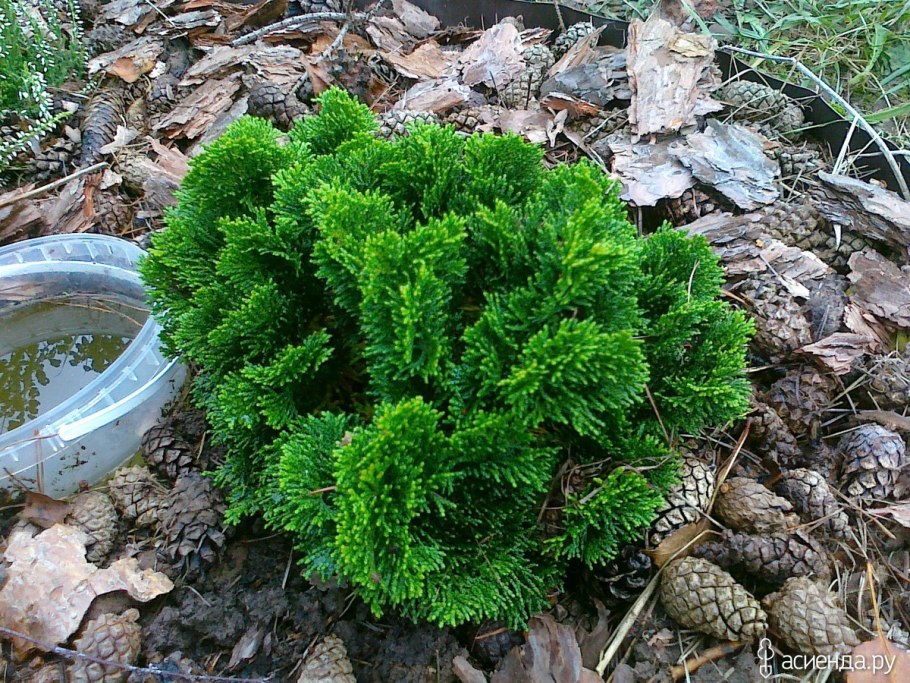 Кипарисовик горохоплодный Nana gracilis