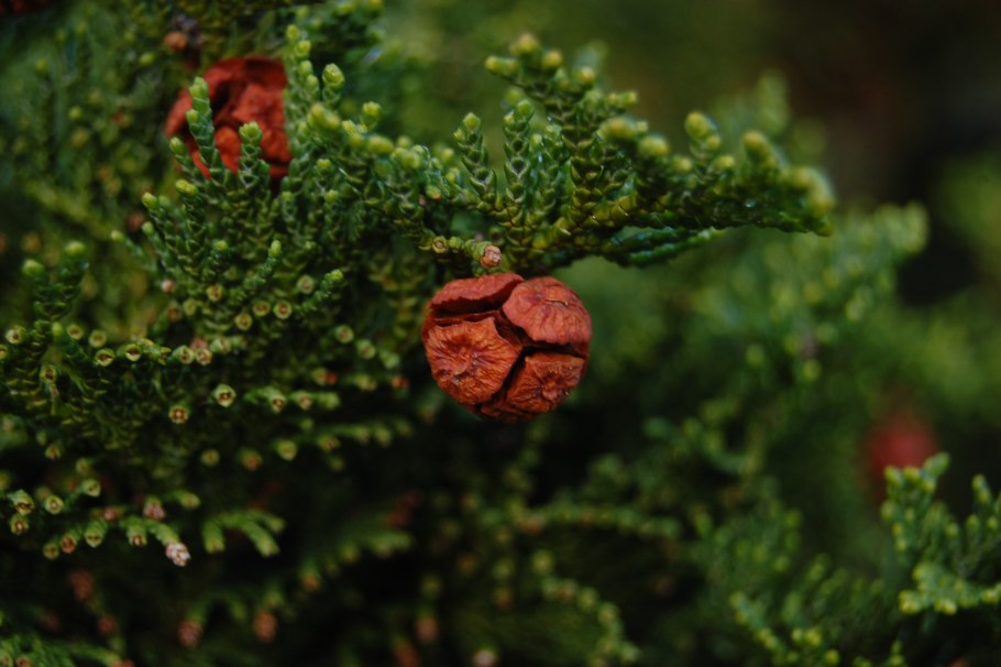 Кипарис cupressus sempervirens