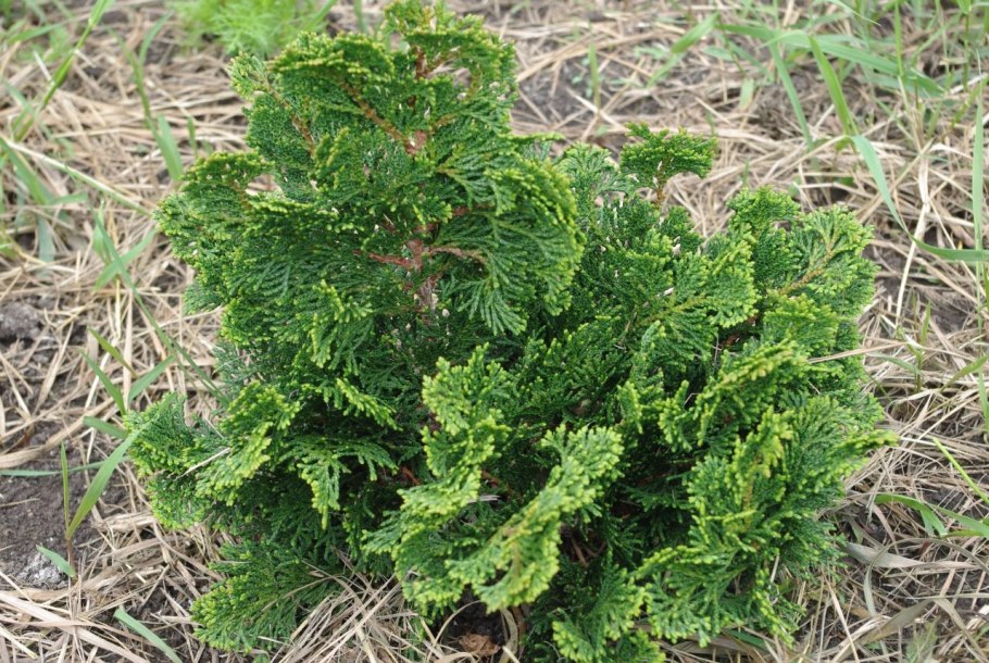 Chamaecyparis obtusa 'Marian'