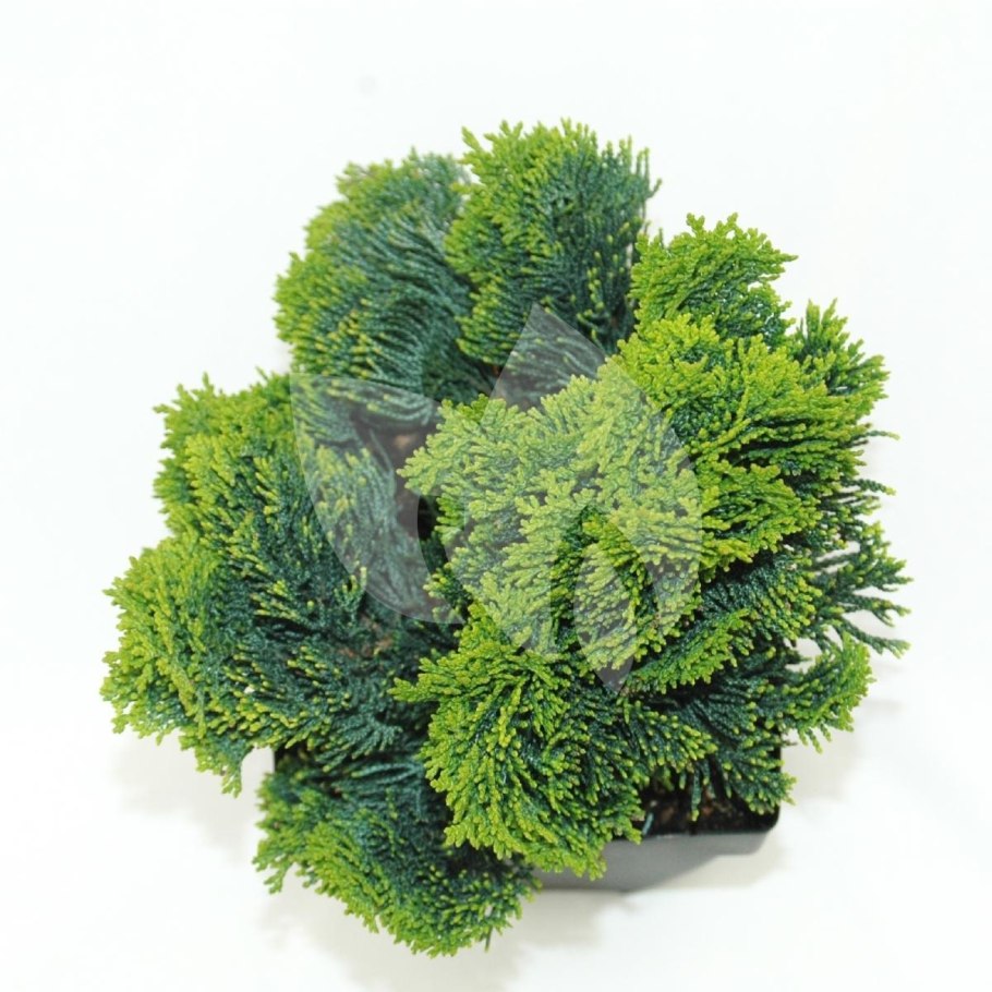 Chamaecyparis obtusa nana gracilis