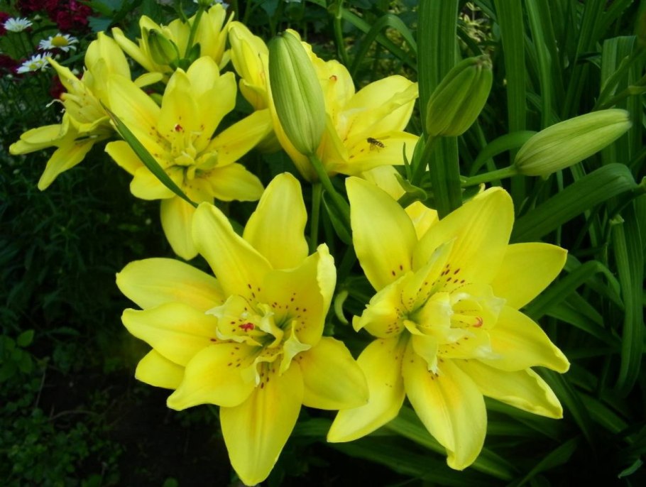 Лилия азиатская фата Моргана