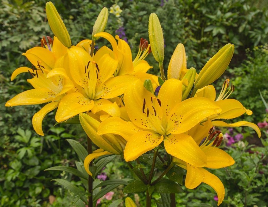 Лилия Lilium fata Morgana