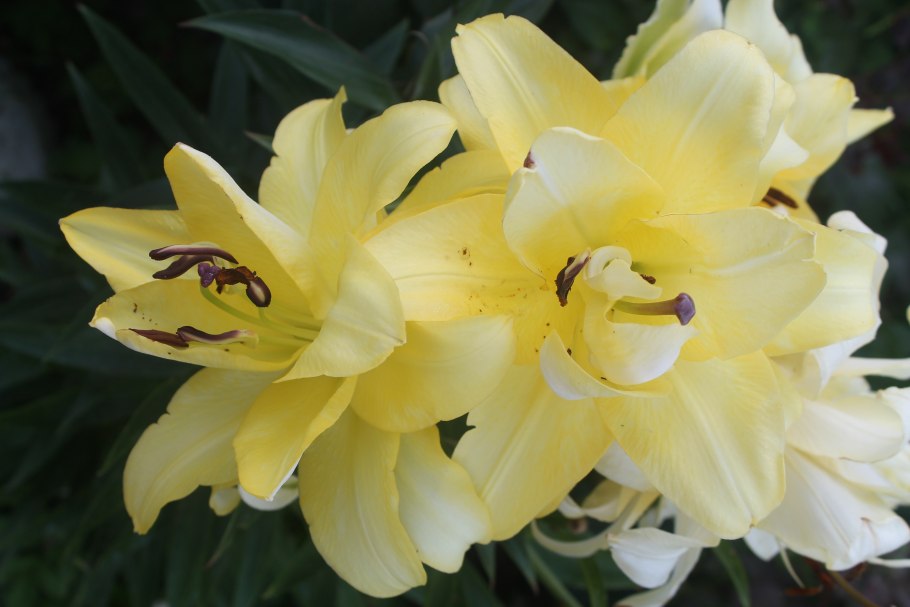 Лилия fata Morgana