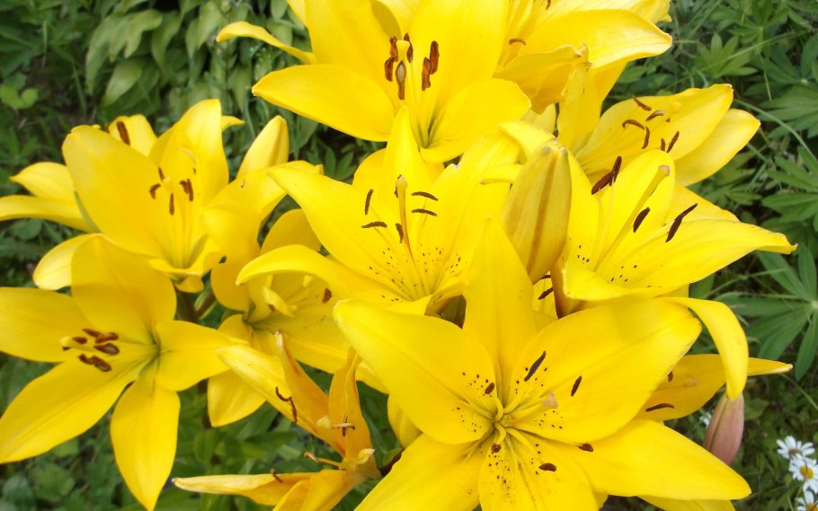 Лилия фата Моргана