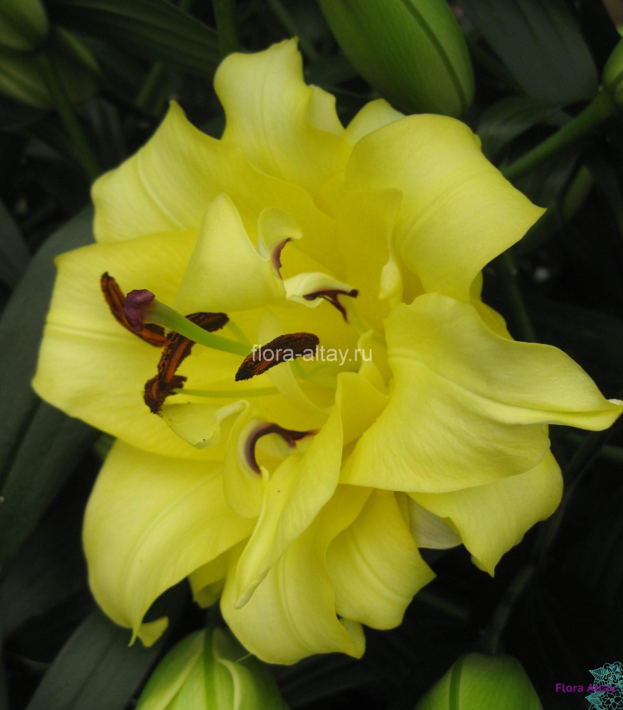 Лилия Экзотик Сан Lilium exotic Sun