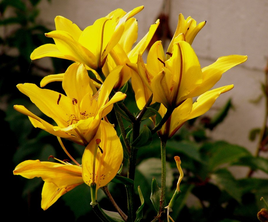 Лилия exotic Sun (Экзотик Сан)