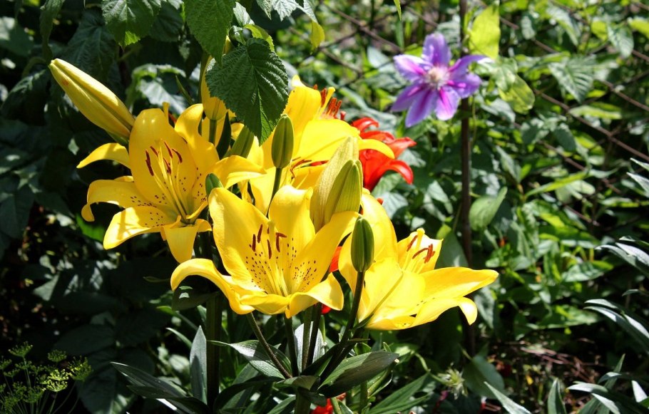 Лилия йеллоу белиз