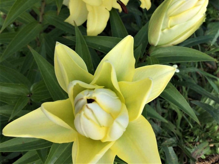 Лилия exotic Sun (Экзотик Сан)