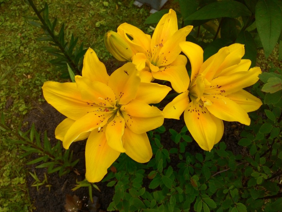 Лилия желтая махровая Пизар