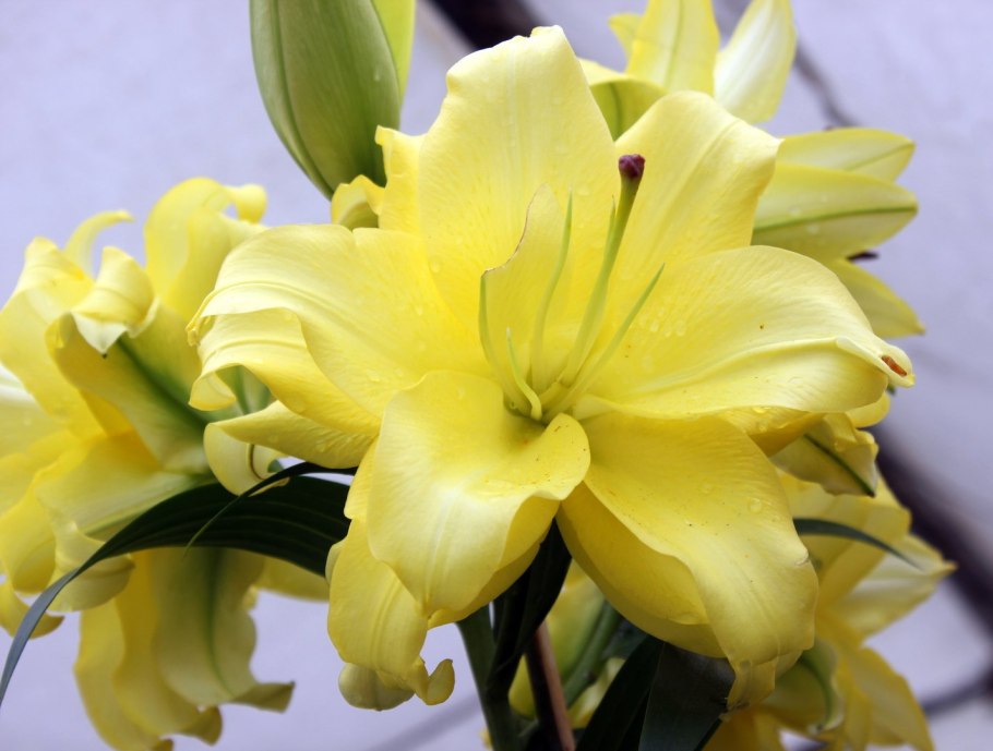 Лилия Восточная махровая Экзотик Сан